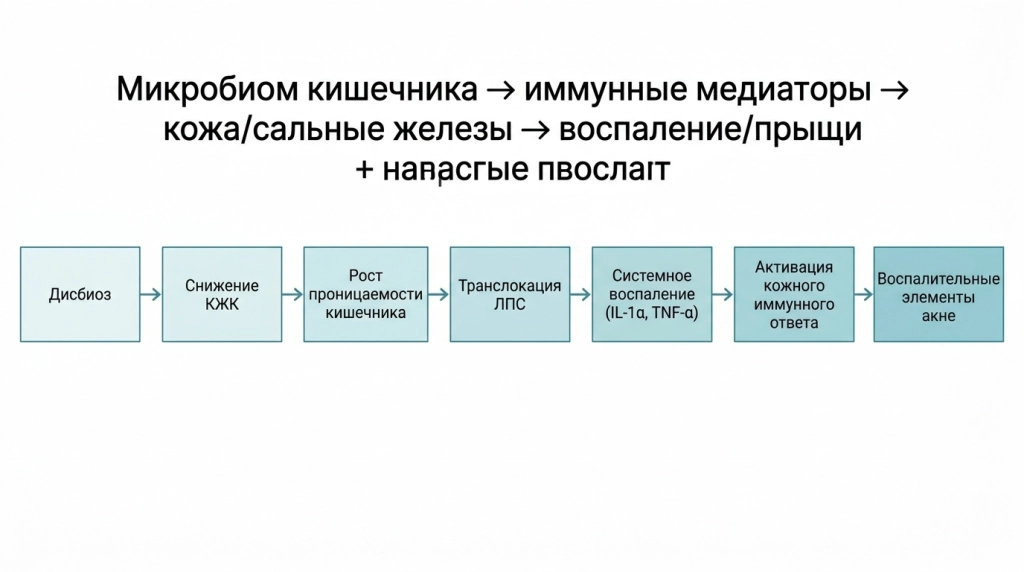 Схема оси «кишечник — кожа» при акне